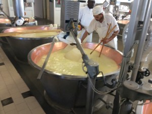 The technicians are now searching out the big ball of cheese created in the curdling process. Next they will wrap the cheese cloth around it, cut it in half, and then move it to the room where each half will be placed in the plastic and later, steel forms to make the wheel