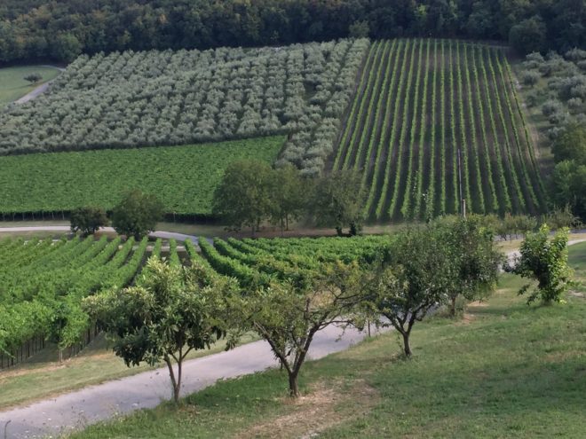 Grape vineyards and olive trees on Tomato's farm