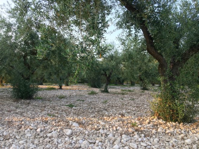 Tomato's cottages sit right in the olive tree groves. We took this foto from one of them.