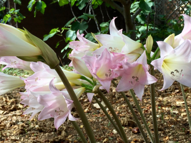 Beautiful flower, and the aroma was wonderful, perhaps the basis of French perfume