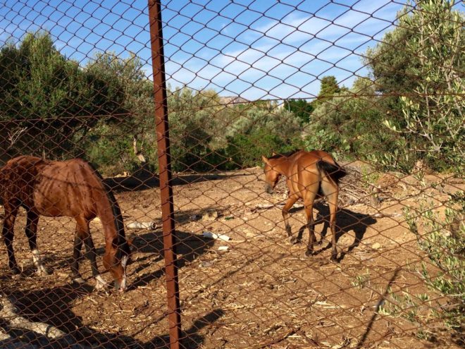 There are horses on another property along the road. Wouldn't think this was horse country.