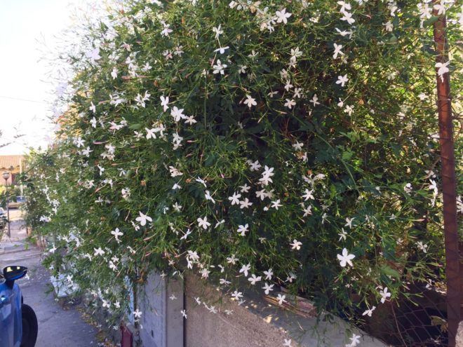 Jasmine and other flowers with pleasant aromas along the roads in Santa Flavia and Porticello.