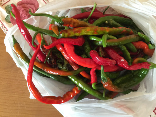 Pepperoncino - we bought a bag to take to Adolfo in Monteferrante. He cuts them up and eats them with every meal.