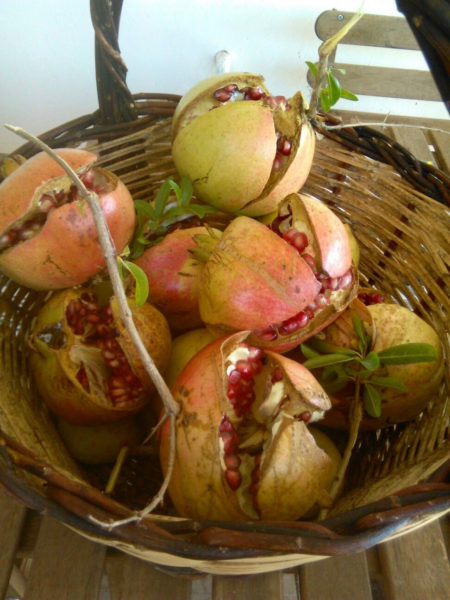 Our time here in Abruzzo reminds us of the olden days, when people had to take advantage of the season, and the produce of the season. Melagrana, or pomegranate, was one such example. It's the season and we've eaten dozens it seems.