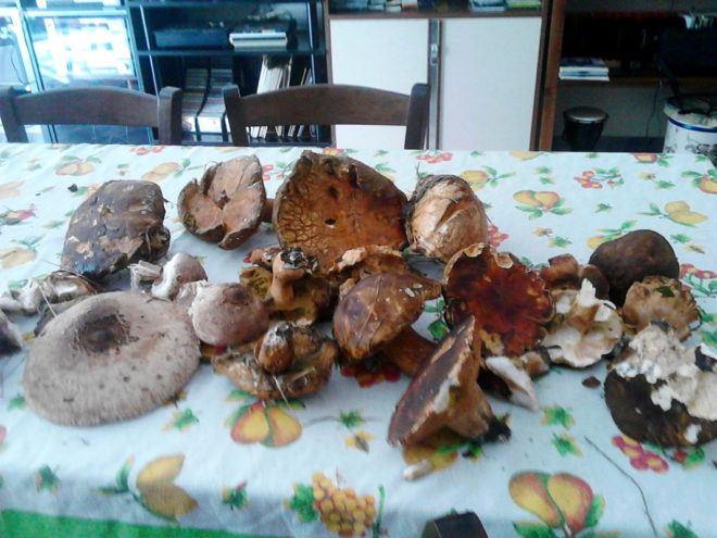 While Jim was walking, Antonino was hunting, for funghi. A good day for finding another product of the fall season.