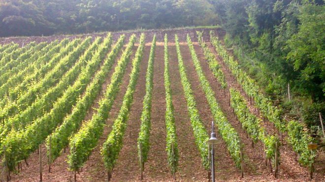 Vineyard in Wolfstein