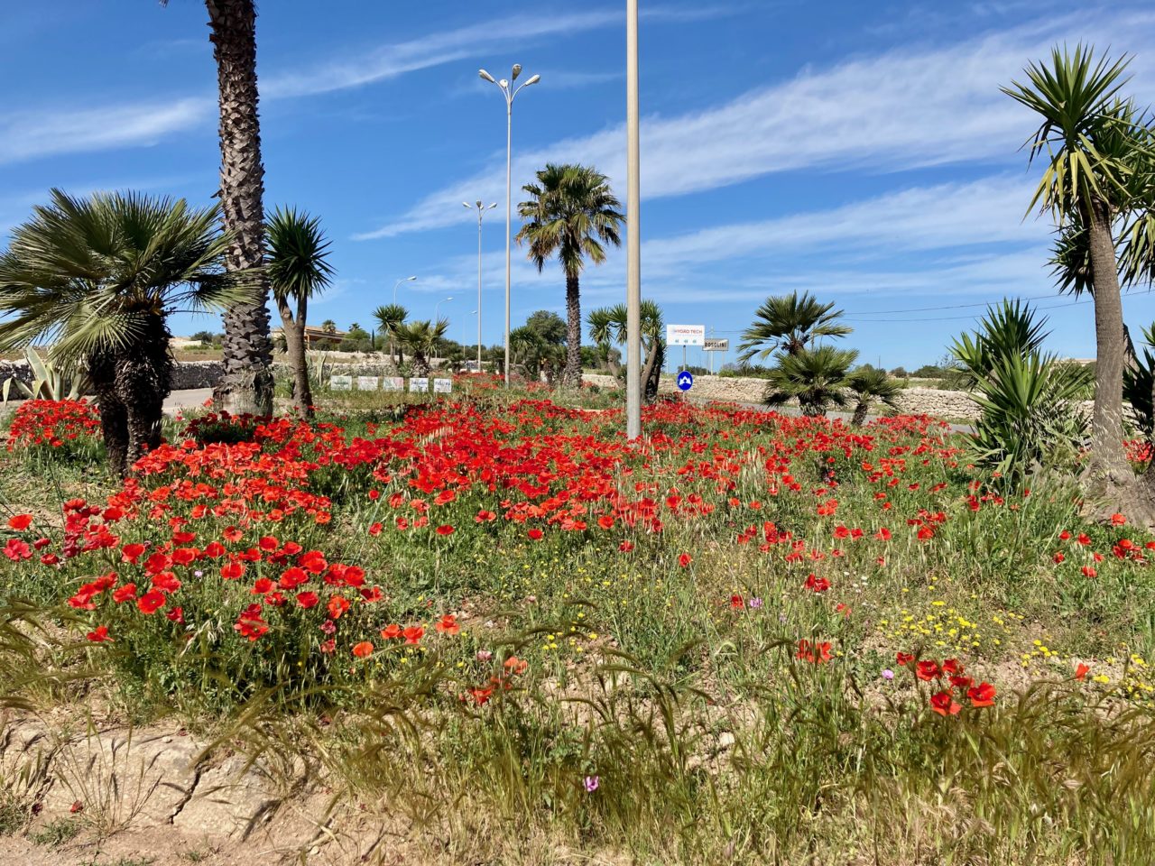 poppy intersection